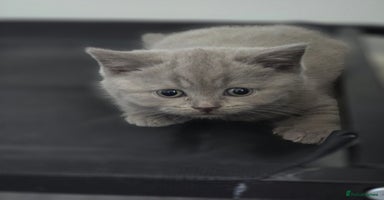British Shorthair cats - Advert 2