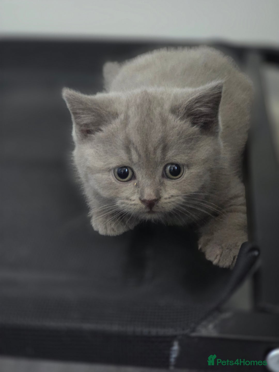 British Shorthair cats for sale: Tica registered British shorthair, ready now! - Image 2