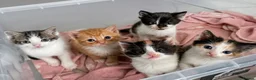 Mixed Breed cats for sale: *Ready to leave* Kittens for sale  - Advert 1