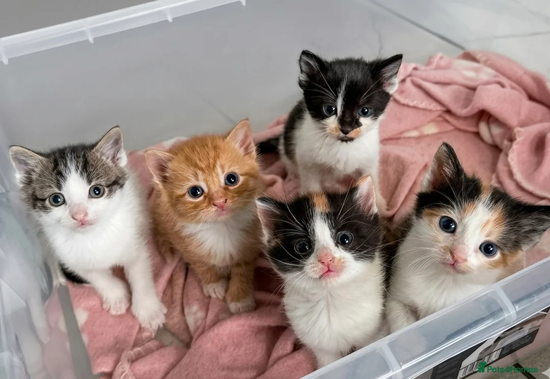 Mixed Breed cats for sale: *Ready to leave* Kittens for sale  - Advert 1