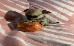 Chihuahua dogs for sale: 2 chihuahua girl puppies  - Advert 9