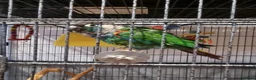 Conures birds for sale: Pearly conure, pair, dna papers  - Advert 4