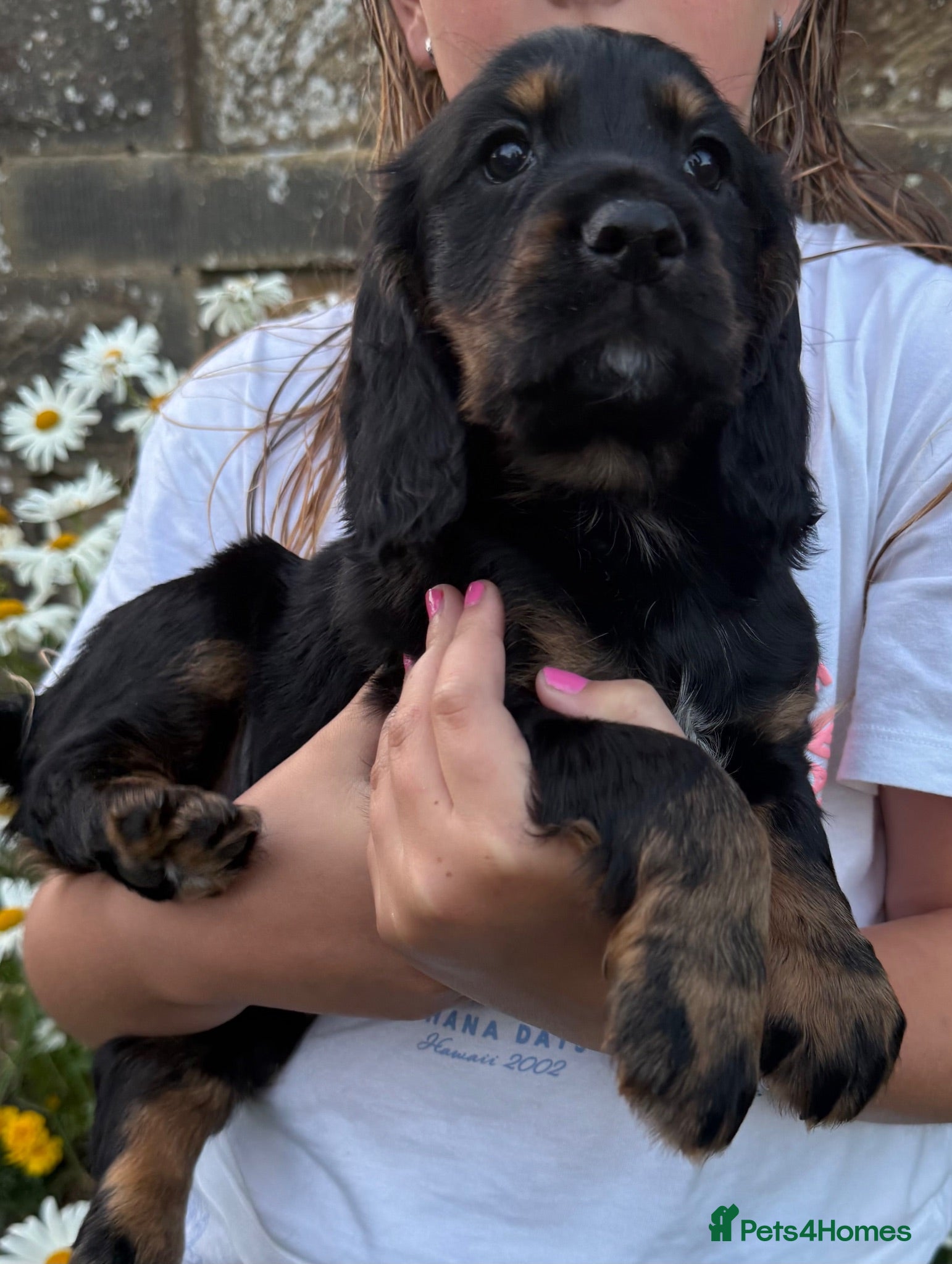 Cocker Spaniel dogs Working Cocker Spaniel Puppies - Advert 2