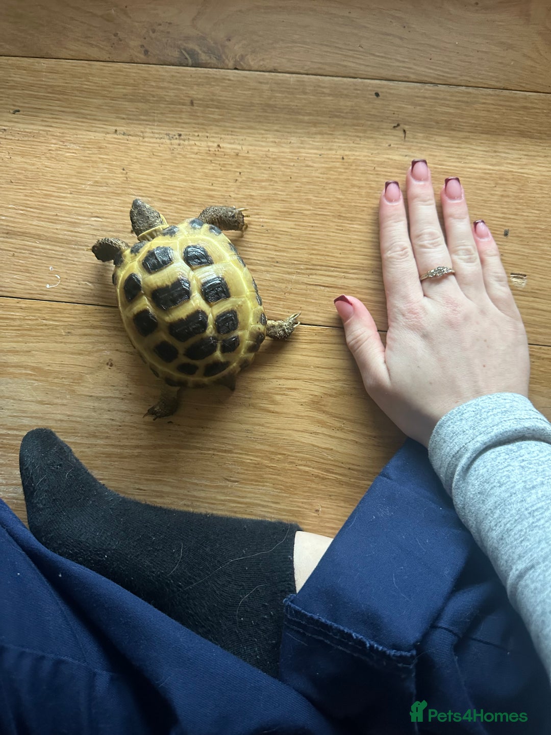 Tortoise reptiles for sale: 5 year old horsfield tortoise and full set up  - Advert 3