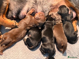 Miniature Dachshund dogs - Advert 8