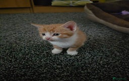 Mixed Breed cats for sale: Kittens available end of august 2 boys 1 girl - Image 2