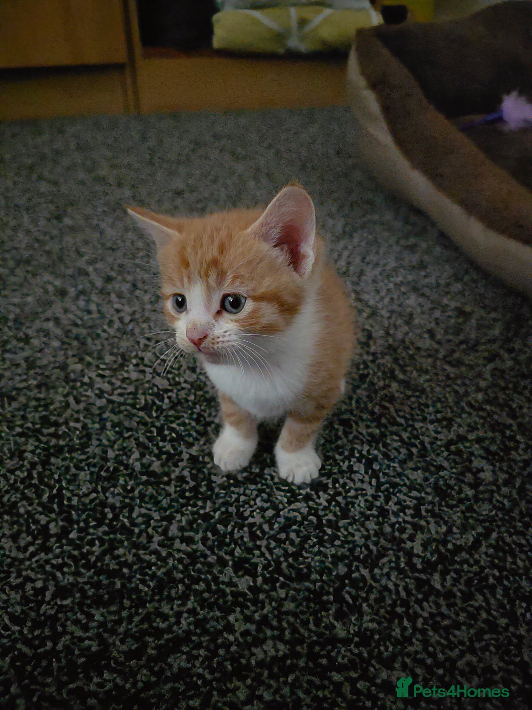 Mixed Breed cats for sale: Kittens available end of august 2 boys 1 girl - Image 2