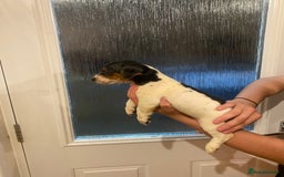 Jack Russell dogs for sale: Jack Russell puppy  - Image 6