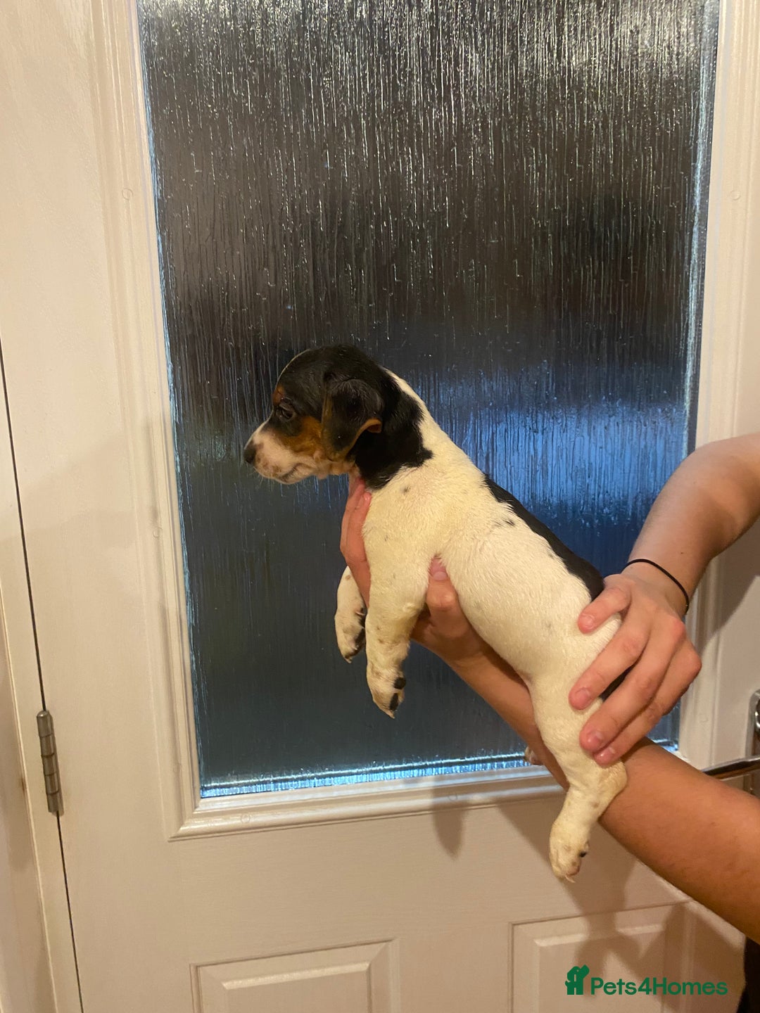 Jack Russell dogs for sale: Jack Russell puppy  - Image 6