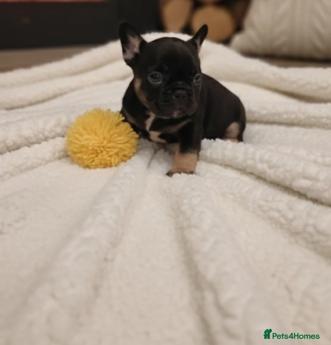 French Bulldog dogs for sale: Gorgeous frenchies. 3 girls left - Advert 28