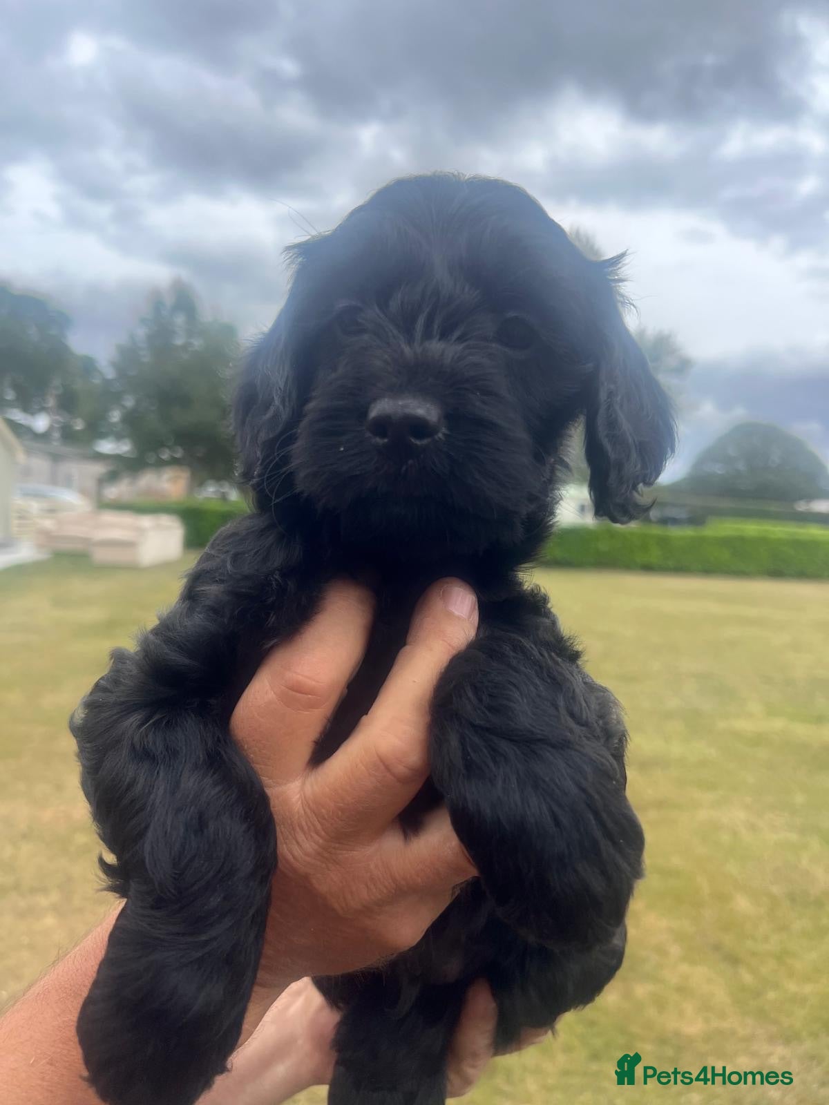Cockapoo dogs Stunning F1 Cockapoo black male pup for sale  - Advert 2