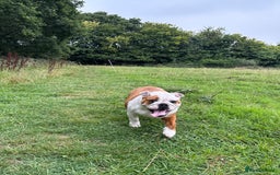 English Bulldog dogs for sale: 🐾 Pedigree Bulldog Puppies 🐾 - Image 2