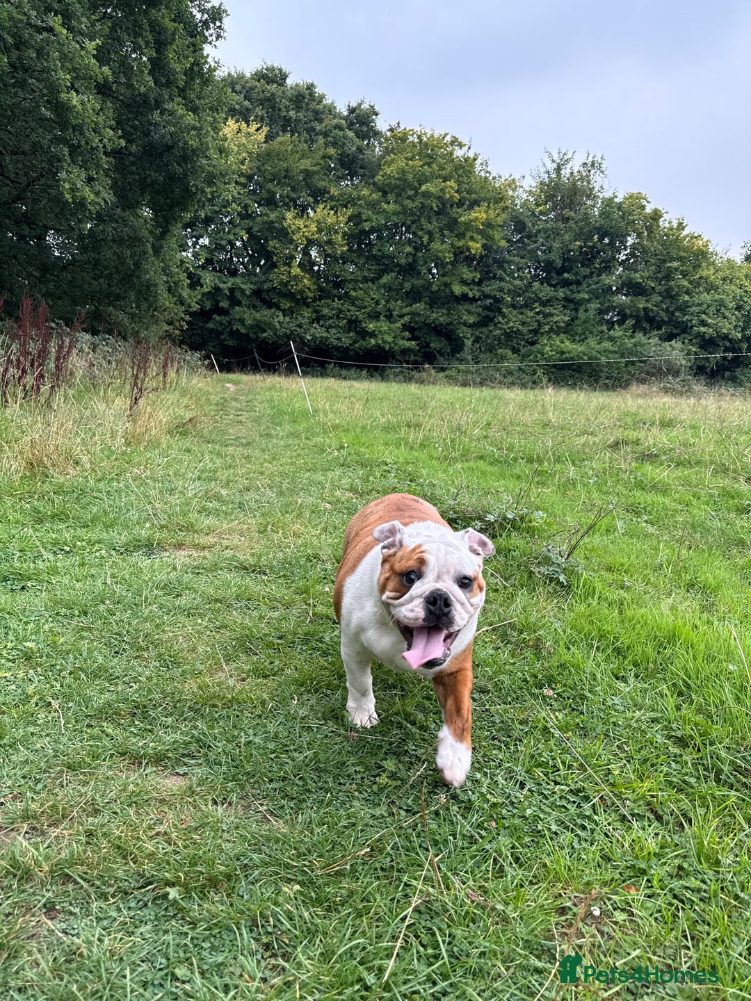 English Bulldog dogs for sale: 🐾 Pedigree Bulldog Puppies 🐾 - Image 2
