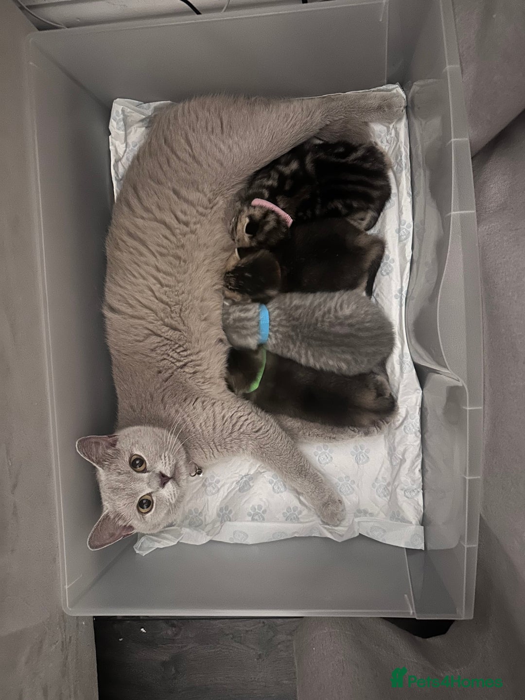 British Shorthair cats for sale: ❣️British shh TICA register Active Champion Line❣️ - Image 14