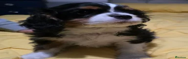 Cavalier King Charles Spaniel Puppy 1