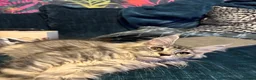 Maine Coon cats for sale: Norma no mates. TICA Registered Maine Coon Kittens - Advert 12