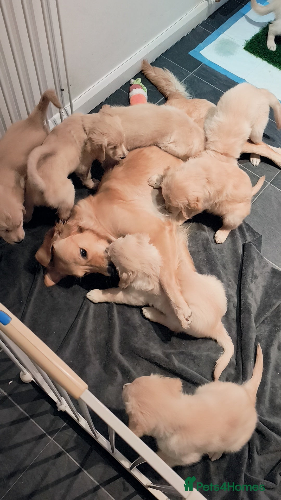 Golden Retriever dogs for sale: Gorgeous golden retriever puppies 🐕 - Advert 15