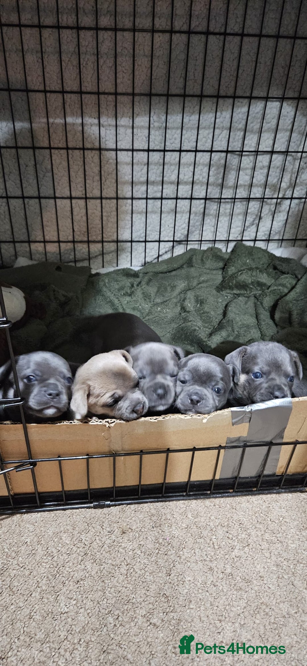 Mixed Breed dogs for sale: French Bulldog x Chichuhua - Image 2