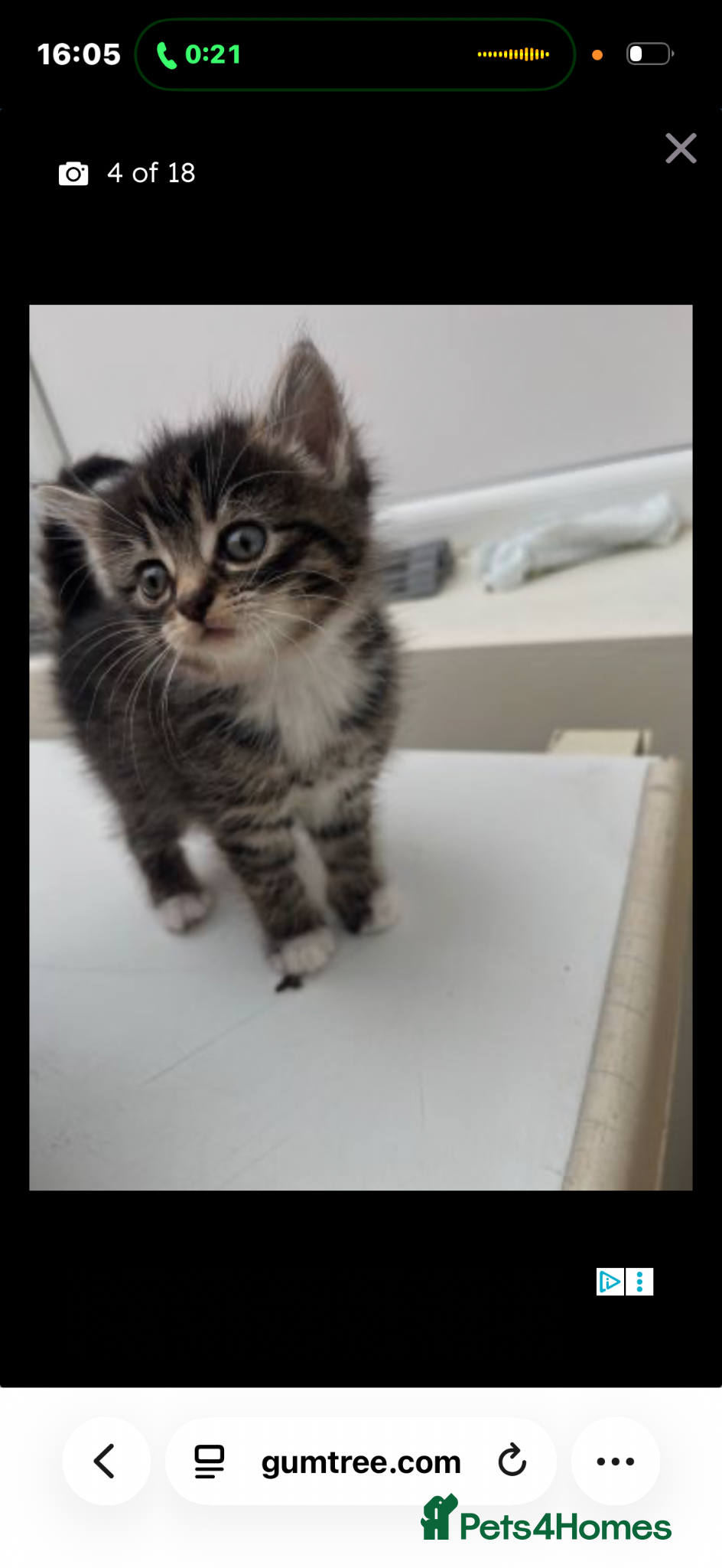 British Longhair cats Kitten for sale  - Advert 1