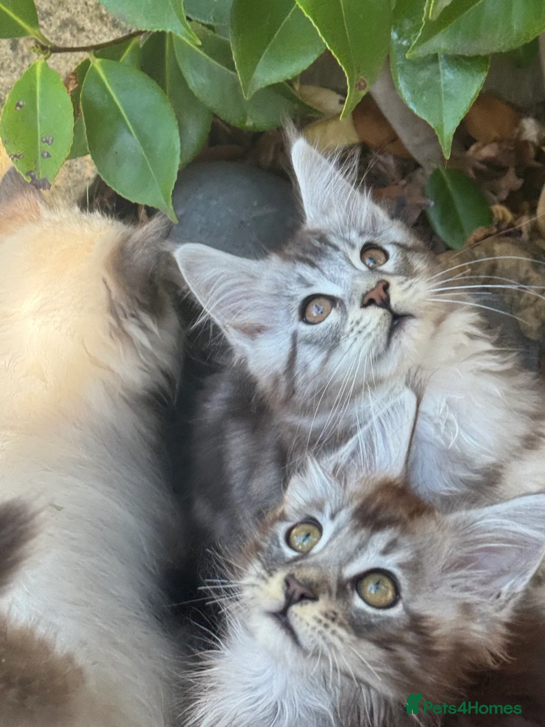 Maine Coon cats for sale: Stunning silver/black tabby MC boys available  - Advert 3