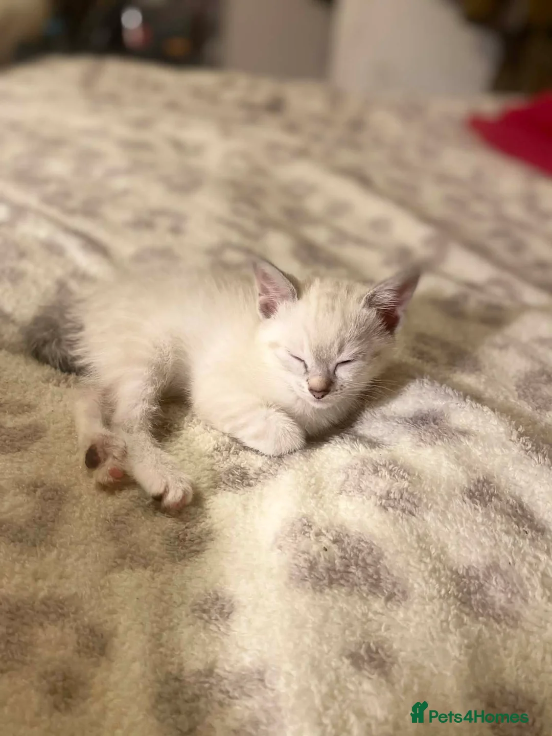 Siamese cats for sale: 3 siamese kittens for sale in Wolverhampton - Advert 1