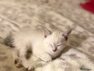 Siamese cats 3 siamese kittens for sale - Advert 1