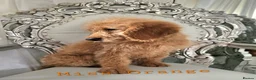 Mini Goldendoodle dogs for sale: Goldendoodle F1b 2 girls remaining - Advert 4