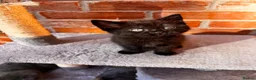 Mixed Breed cats for sale: Adorable Kittens  - Advert 11