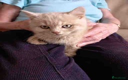 British Shorthair cats for sale: Cream Friendly kitten - Image 6