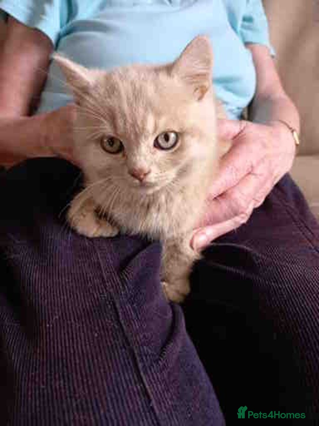 British Shorthair cats for sale: Cream Friendly kitten - Image 6