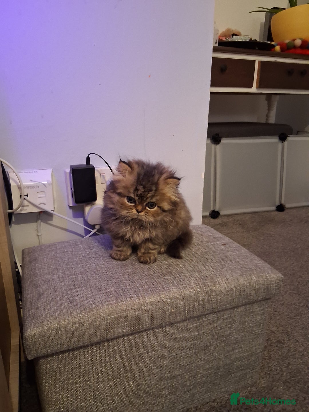 Persian cats for sale: Boys!!!!!Persian golden Chinchillas - Advert 7