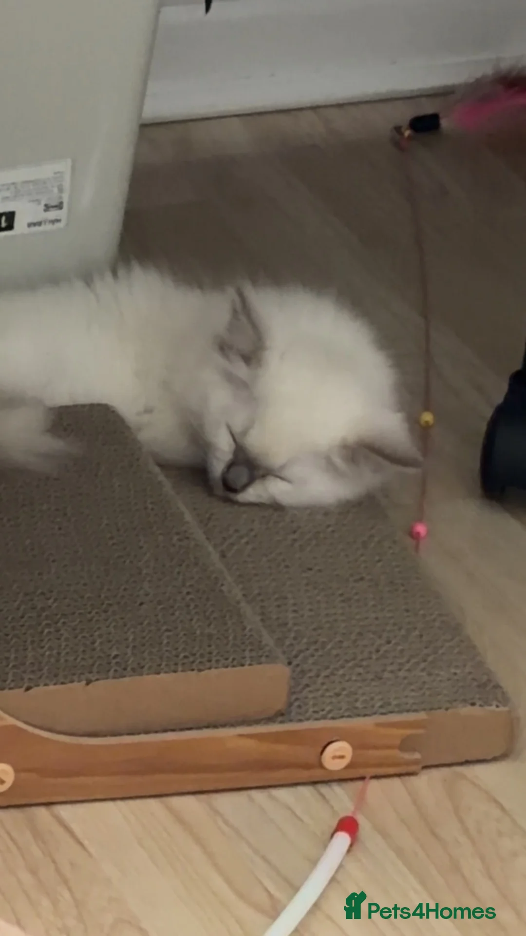 Ragdoll cats for sale: 9 WEEKS OLD MALE RAGDOLL KITTEN❤️  - Advert 2
