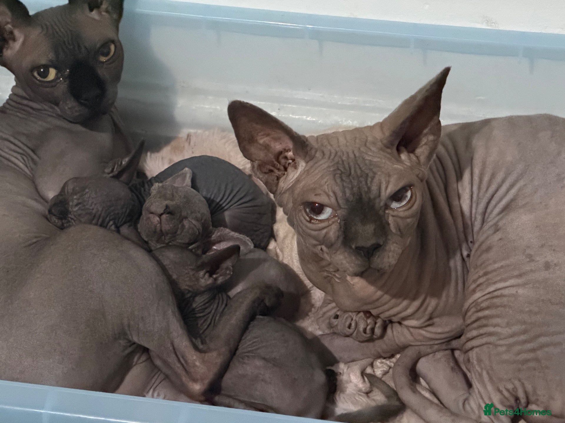 Sphynx cats Exceptional Sphynx Kittens — Home-Raised - Advert 1