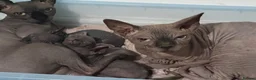 Sphynx cats for sale: Exceptional Sphynx Kittens — Home-Raised - Advert 1