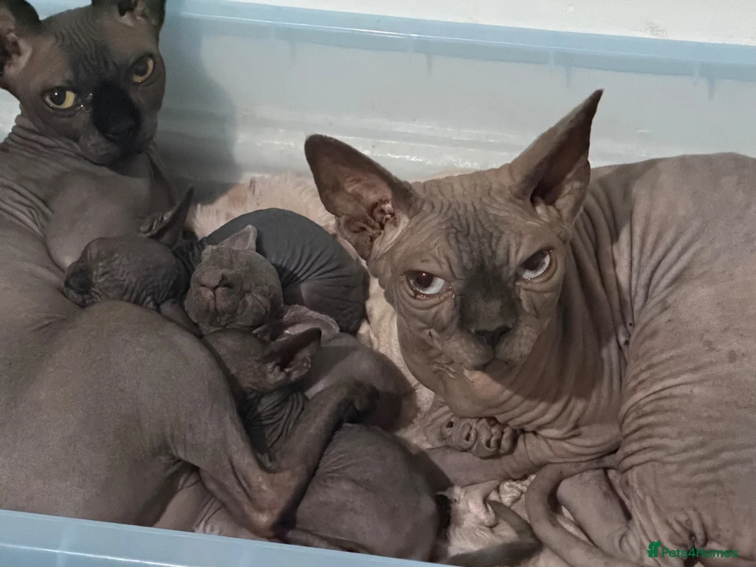 Sphynx cats for sale: Exceptional Sphynx Kittens — Home-Raised - Advert 1