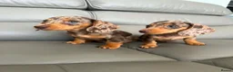 Miniature Dachshund dogs for sale:  💖💖 2Beautiful girls ready now 💖💖 - Advert 1