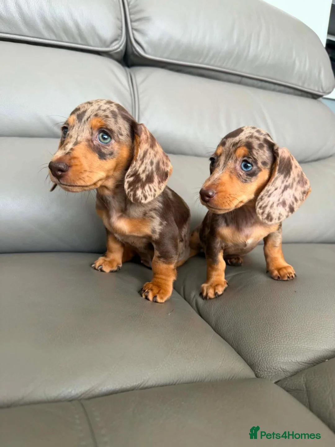 Miniature Dachshund dogs for sale:  💖💖 2Beautiful girls ready now 💖💖 - Advert 1