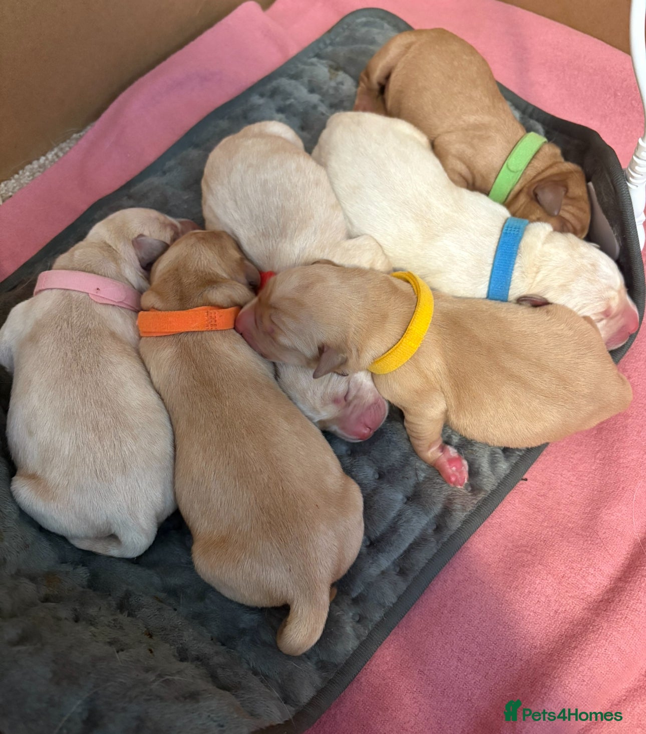Labrador Retriever dogs Fox Red & Light Labrador Puppies- Ready June 2026 - Advert 1