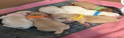 Labrador Retriever dogs for sale: Fox Red & Light Labrador Puppies- Ready June 2026 - Advert 1
