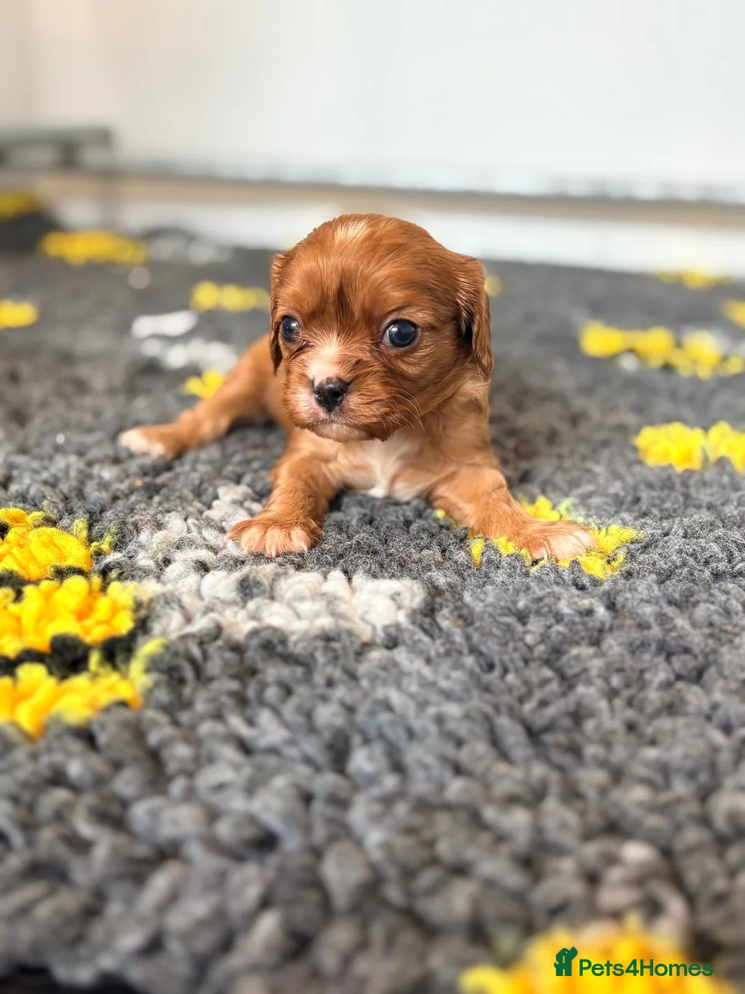 Cavalier King Charles Spaniel dogs for sale: Kc reg & health tested puppies  - Advert 2