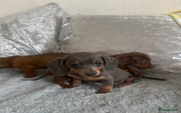 Dachshund dogs for sale: Outstanding dachshund puppies - Image 24