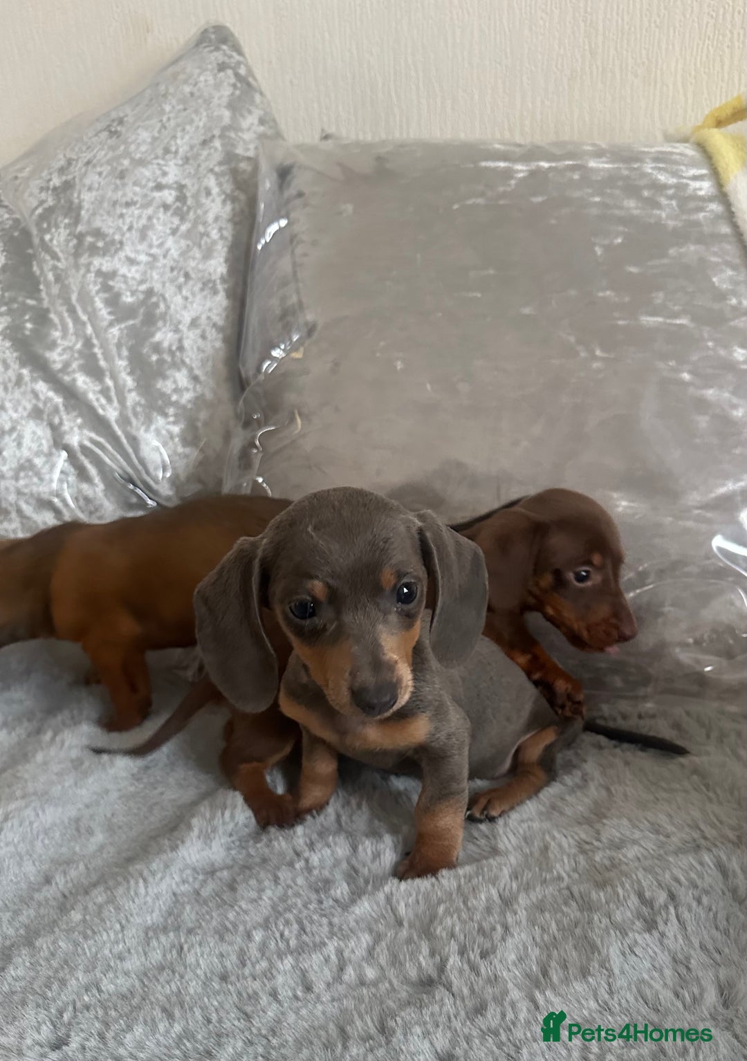Dachshund dogs for sale: Outstanding dachshund puppies - Image 24