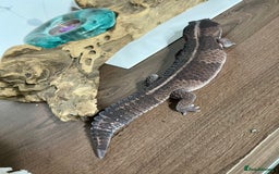 Gecko reptiles for sale: Breeding pair of African Fat Tailed Geckos  - Image 9