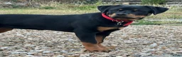 Rottweiler dogs for sale: Rottweiler puppies for show & breeding - Advert 21