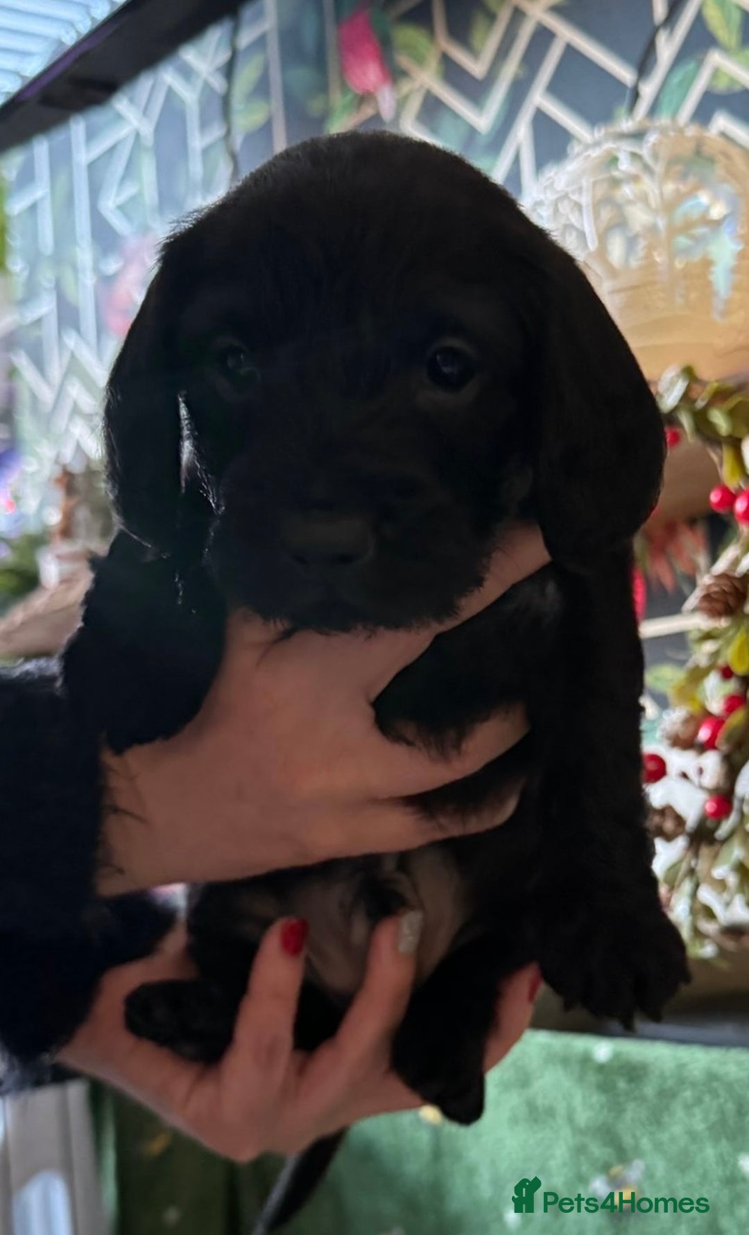 Doxiepoo dogs for sale: Beautiful Doxipoo puppies  - Advert 10