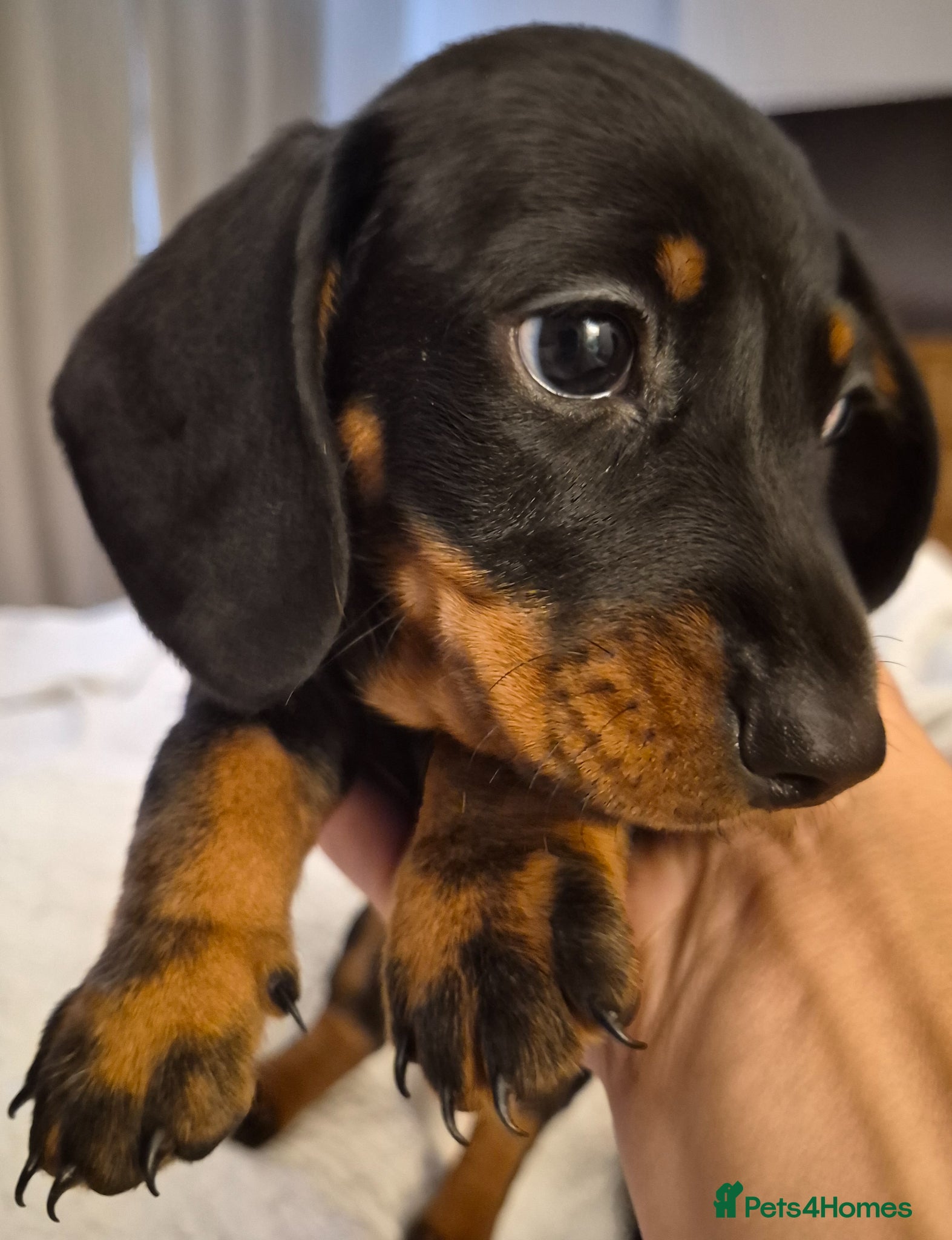 Miniature Dachshund dogs Miniature Dachshund puppies READY NEXT WEEK - Advert 1