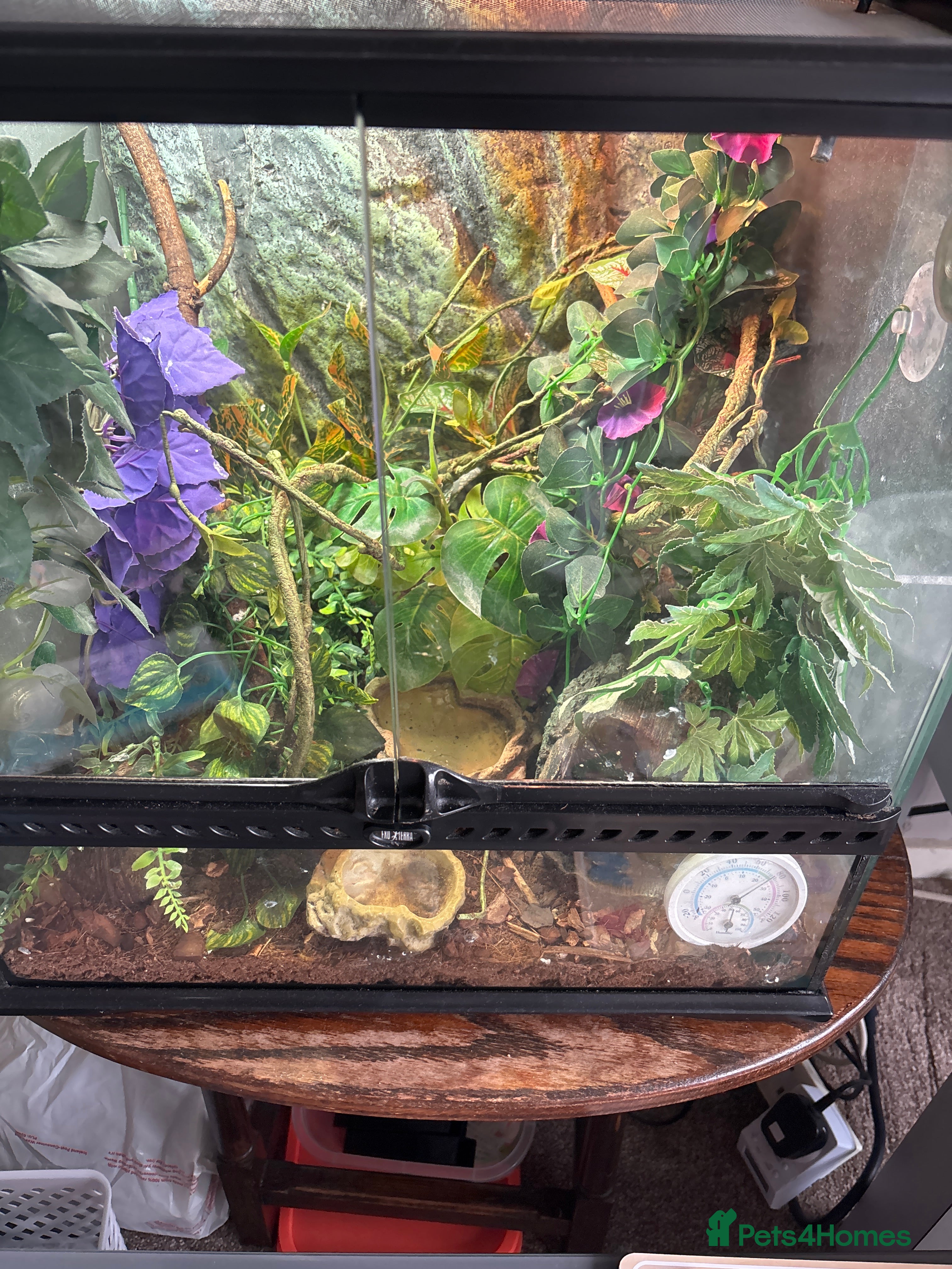 Gecko reptiles Jimmy - Advert 12