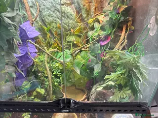 Gecko reptiles Jimmy - Advert 15