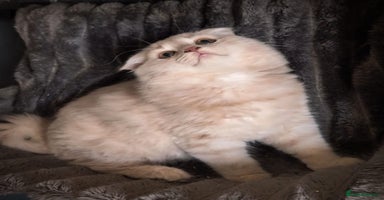 Scottish Fold cats - Advert 7