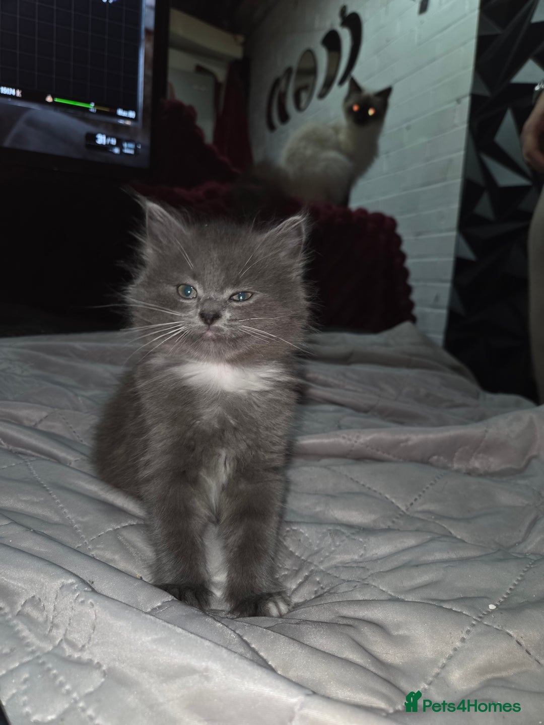 Ragdoll cats for sale: Beautiful ragdoll kittens for sale  - Advert 6
